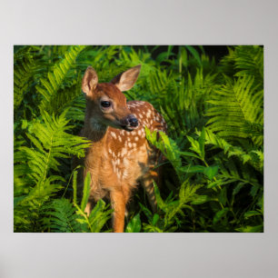 White-tailed Deer Fawn   Minnesota Poster