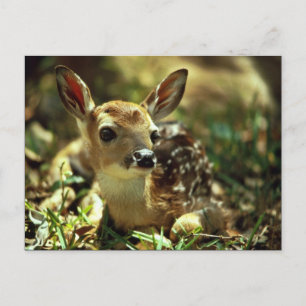White-tailed Deer Fawn Postcard