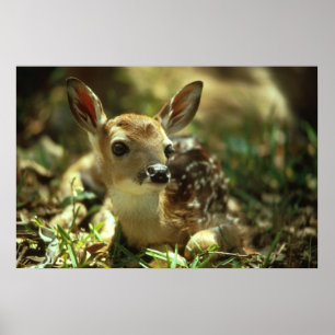 White-tailed Deer Fawn Poster