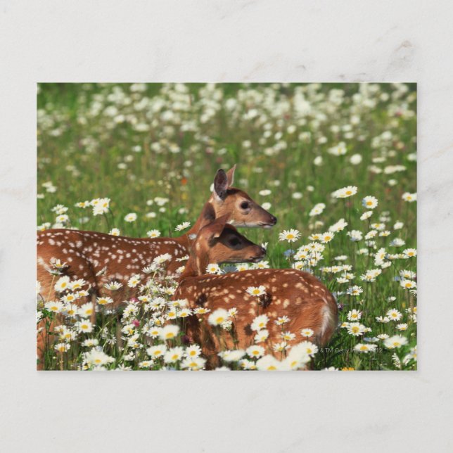 White-tailed deer fawns postcard (Front)