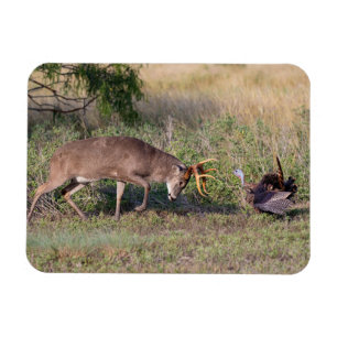 White-tailed Deer Fighting Wild Turkey Magnet