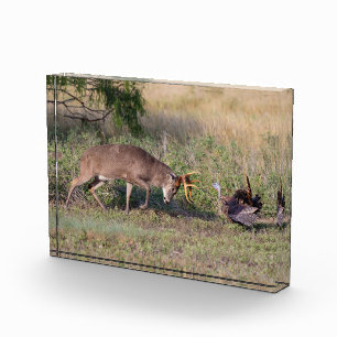 White-tailed Deer Fighting Wild Turkey Photo Block