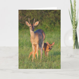 White-tailed Deer Grassy Habitat Card