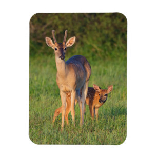 White-tailed Deer   Grassy Habitat Magnet