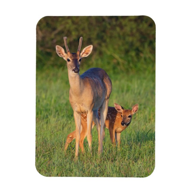 White-tailed Deer | Grassy Habitat Magnet (Vertical)