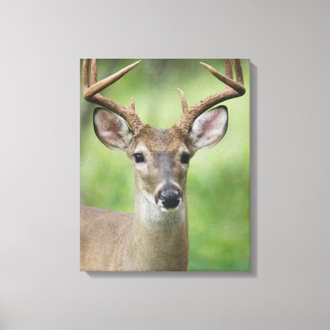 White-tailed Deer | Hill Country, Texas Canvas Print (Front)