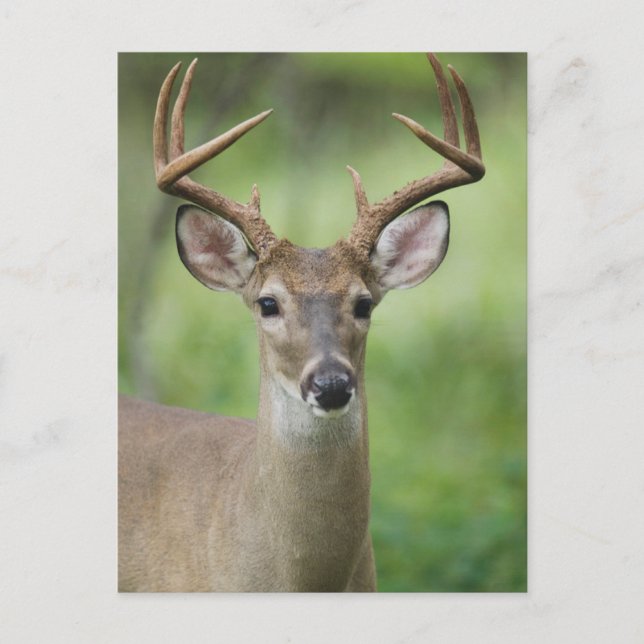 White-tailed Deer | Hill Country, Texas Postcard (Front)