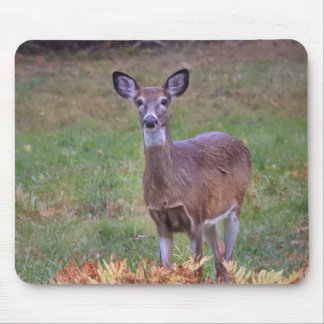 White Tailed Deer in an Autumn Field Mouse Pad