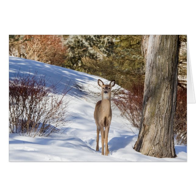 White-tailed Deer Looking At You (Front Horizontal)