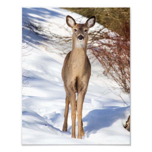 White-tailed Deer Looking At You (Close Up) Photo Print (Front)