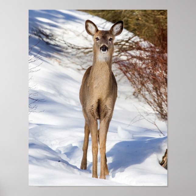 White-tailed Deer Looking At You (Close Up) Poster (Front)