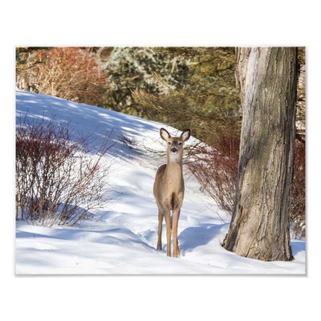 White-tailed Deer Looking At You Photo Print (Front)