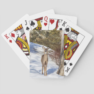 White-tailed Deer Looking At You Playing Cards
