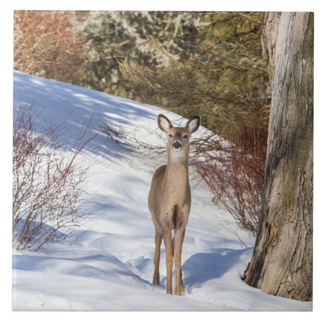 White-tailed Deer Looking At You Tile (Front)