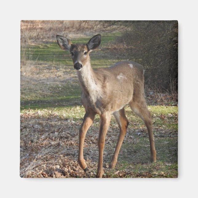 White Tailed Deer Magnet (Front)