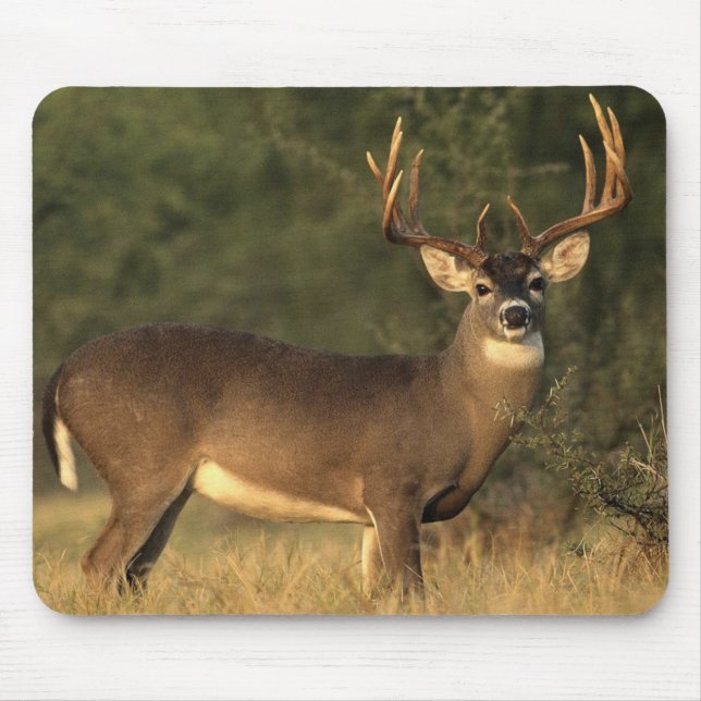 White tailed deer mouse pad (Front)