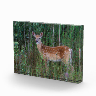 White-tailed Deer National Bison Range Montana Photo Block