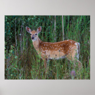 White-tailed Deer   National Bison Range Montana Poster