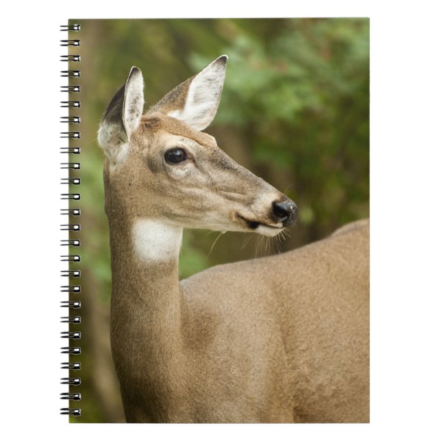 White Tailed Deer Notebook (Front)
