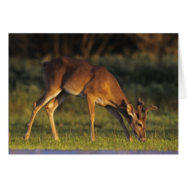 White-tailed Deer, Odocoileus virginianus (Front Horizontal)