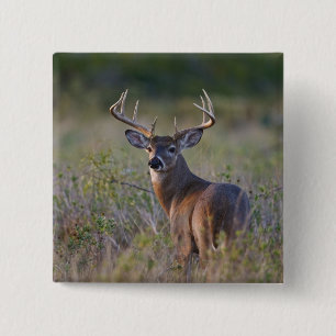 white-tailed deer Odocoileus virginianus 2 Inch Square Button