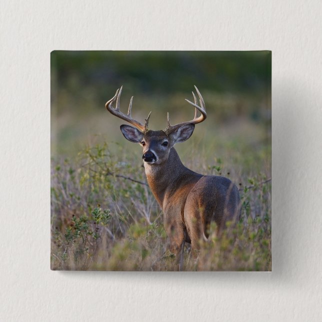 white-tailed deer Odocoileus virginianus 2 Inch Square Button (Front)