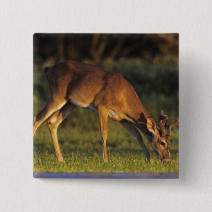 White-tailed Deer, Odocoileus virginianus 2 Inch Square Button