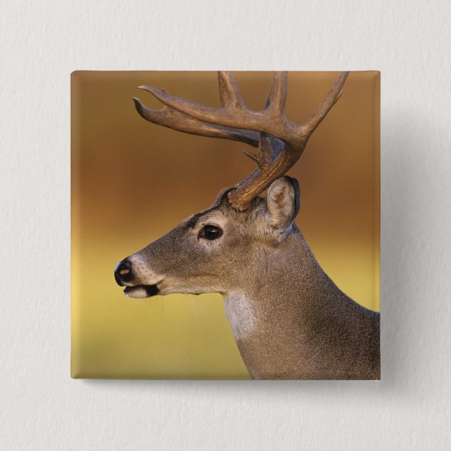 White-tailed Deer, Odocoileus virginianus, 2 Inch Square Button (Front)