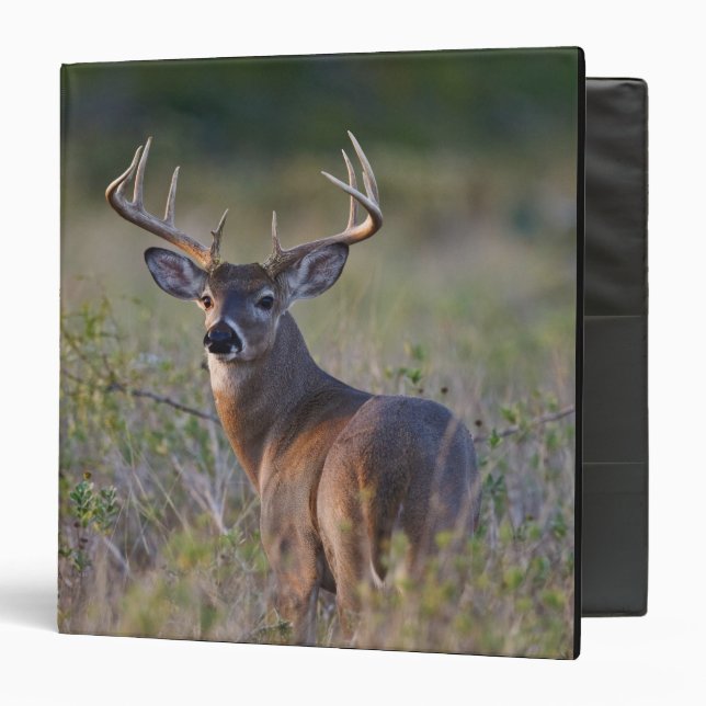 white-tailed deer Odocoileus virginianus Binder (Front/Inside)