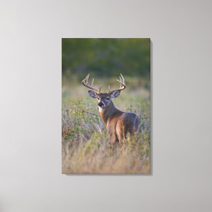 white-tailed deer Odocoileus virginianus Canvas Print