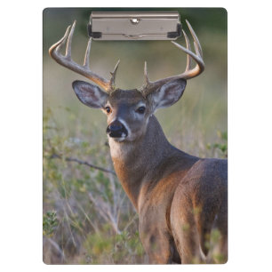 white-tailed deer Odocoileus virginianus Clipboard