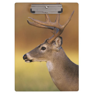 White-tailed Deer, Odocoileus virginianus, Clipboard