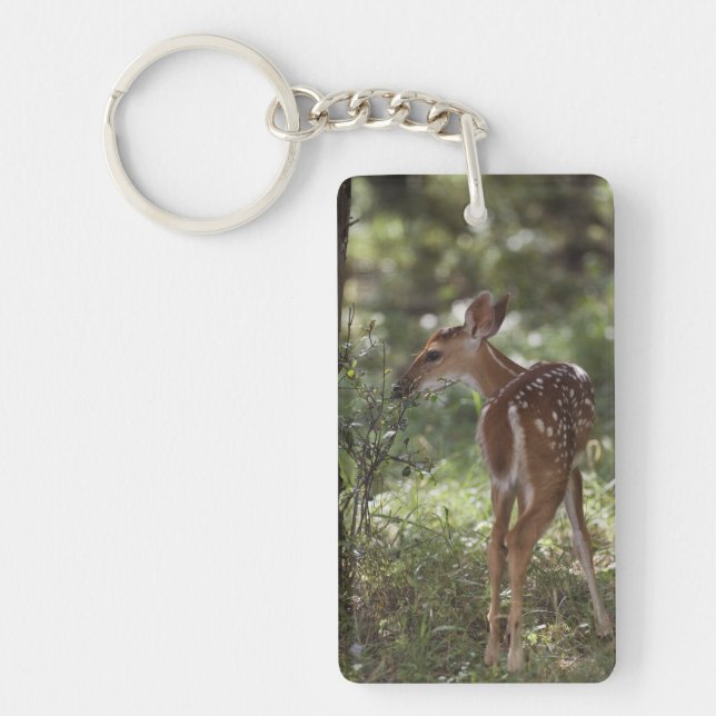 White-tailed Deer, Odocoileus virginianus Keychain (Front)