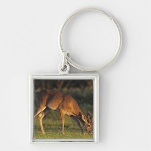 White-tailed Deer, Odocoileus virginianus Keychain