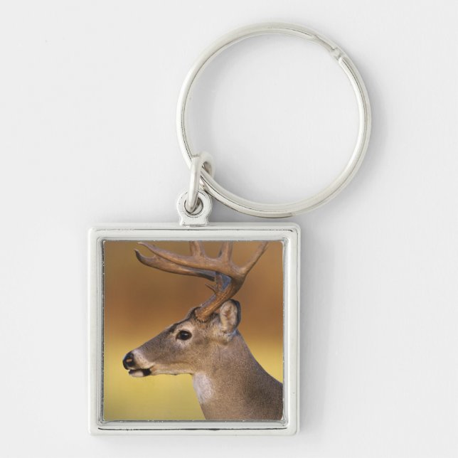 White-tailed Deer, Odocoileus virginianus, Keychain (Front)