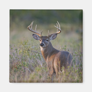 white-tailed deer Odocoileus virginianus Magnet