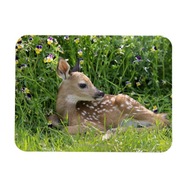 White-tailed deer (Odocoileus virginianus) Magnet (Horizontal)