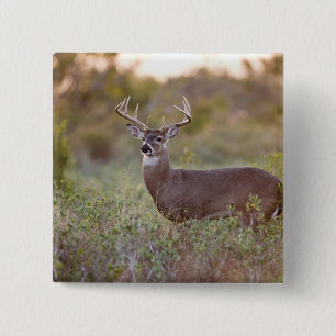 white-tailed deer (Odocoileus virginianus) male 2 Inch Square Button