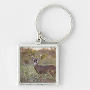 white-tailed deer (Odocoileus virginianus) male 2 Keychain