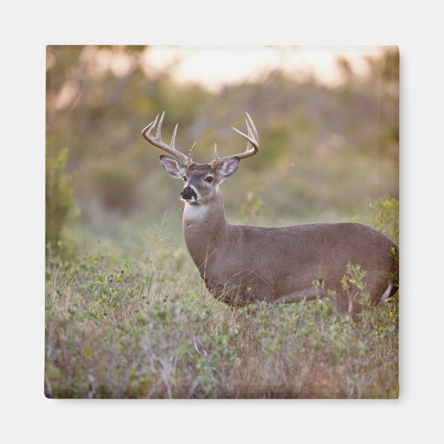 white-tailed deer (Odocoileus virginianus) male 2 Magnet (Front)