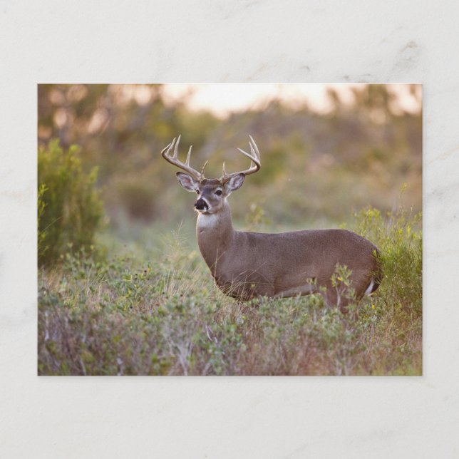 white-tailed deer (Odocoileus virginianus) male 2 Postcard (Front)