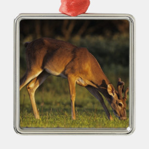 White-tailed Deer, Odocoileus virginianus Metal Ornament