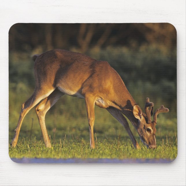 White-tailed Deer, Odocoileus virginianus Mouse Pad (Front)
