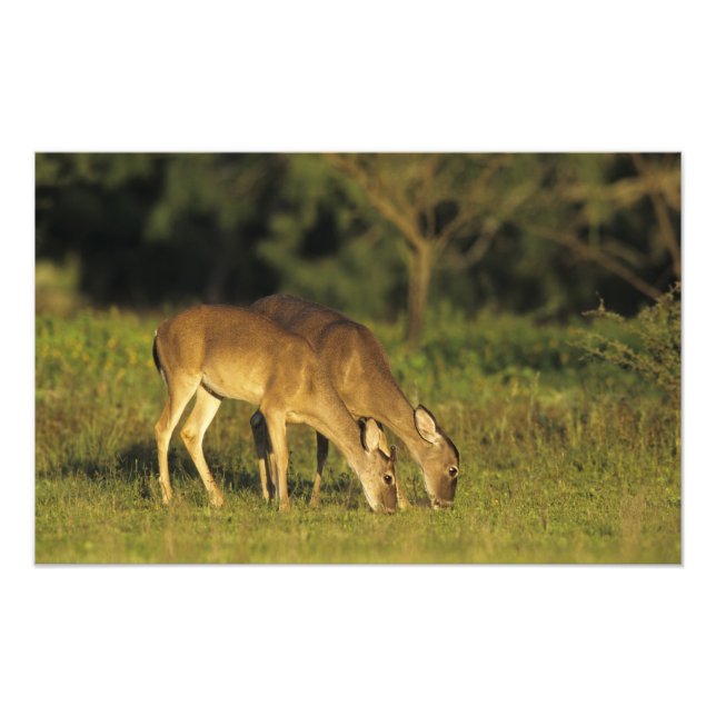 White-tailed Deer, Odocoileus virginianus Photo Print (Front)