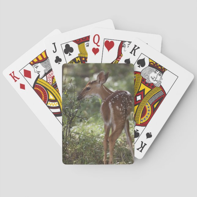 White-tailed Deer, Odocoileus virginianus Playing Cards (Back)