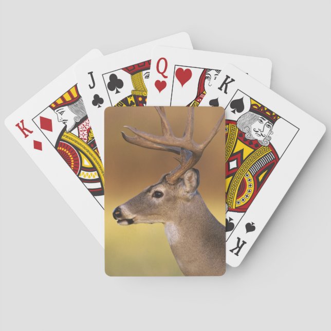 White-tailed Deer, Odocoileus virginianus, Playing Cards (Back)
