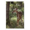 White-tailed Deer, Odocoileus virginianus