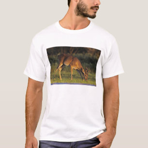 White-tailed Deer, Odocoileus virginianus T-Shirt
