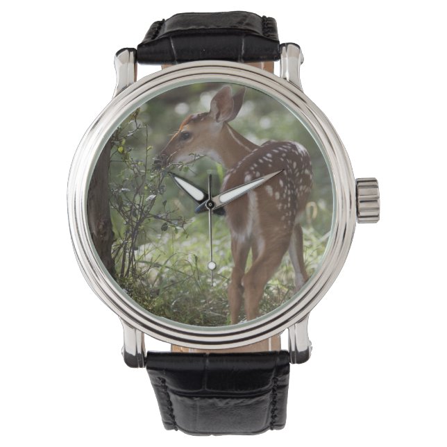 White-tailed Deer, Odocoileus virginianus Watch (Front)