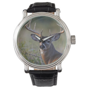white-tailed deer Odocoileus virginianus Watch